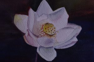 Lotus